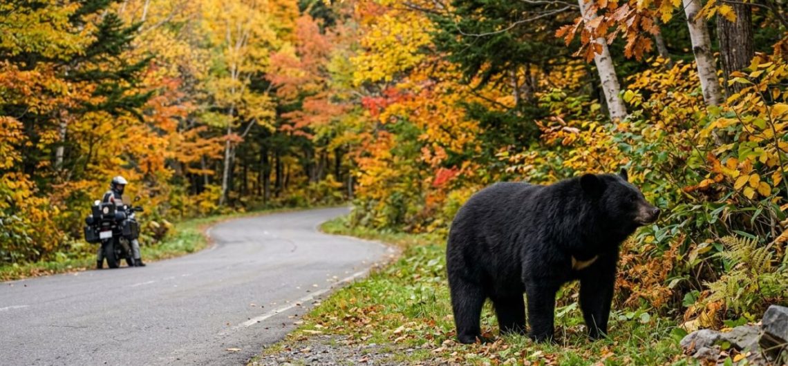 Asian black bear at the edge of a forest beside a mountain road in northern Japan, motorcycle stopped at a distance